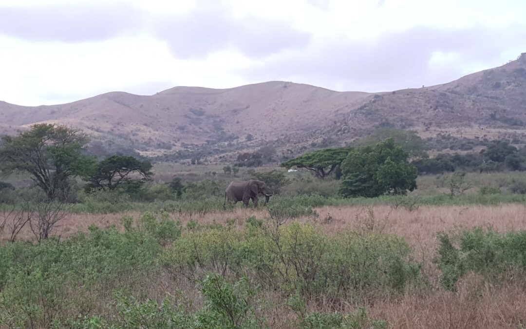 Bonamanzi Game Reserve  – Birding, Bush Escape, Game Viewing in KwaZulu-Natal