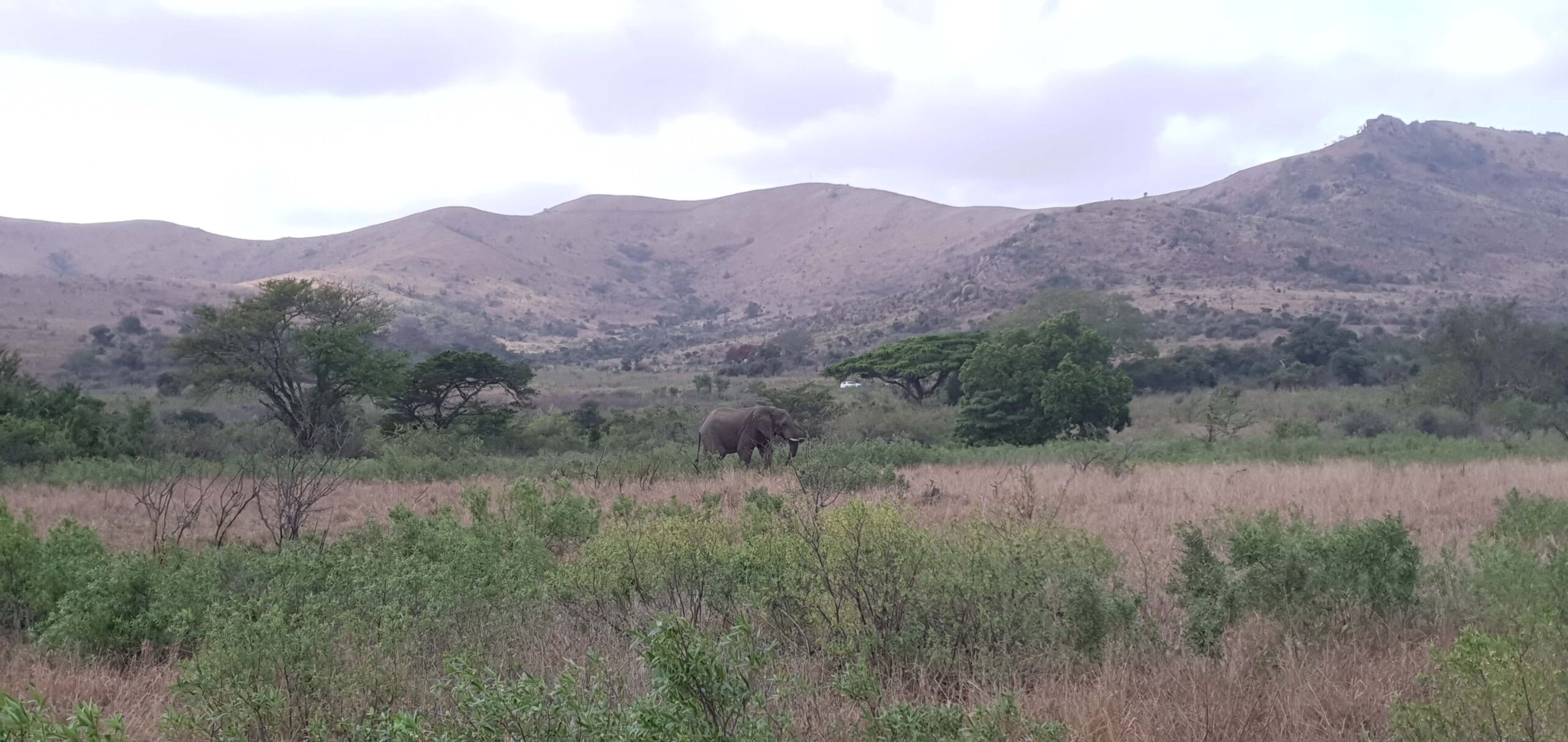 Elephant at Bonamanzi
