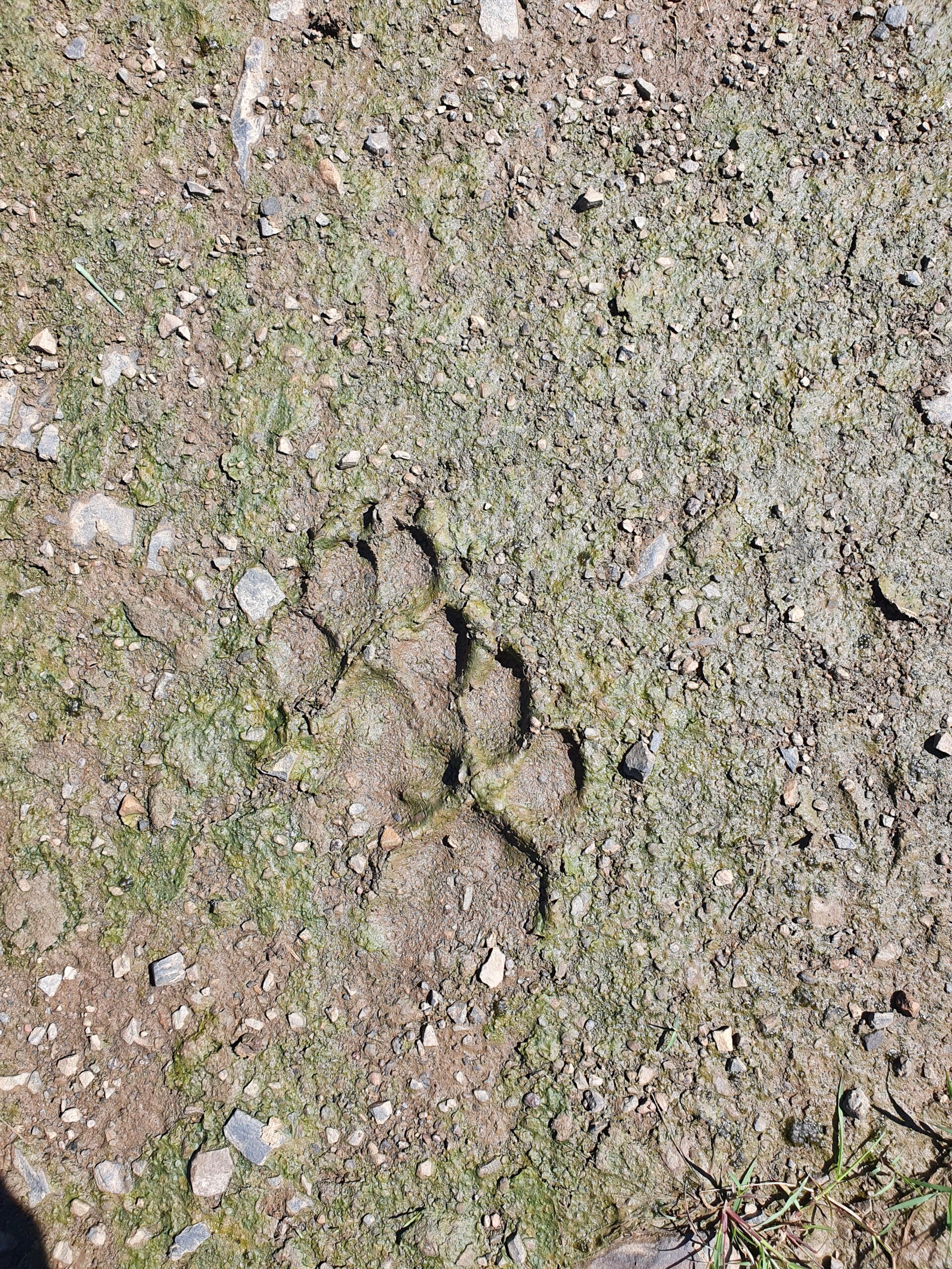 Paw Prints