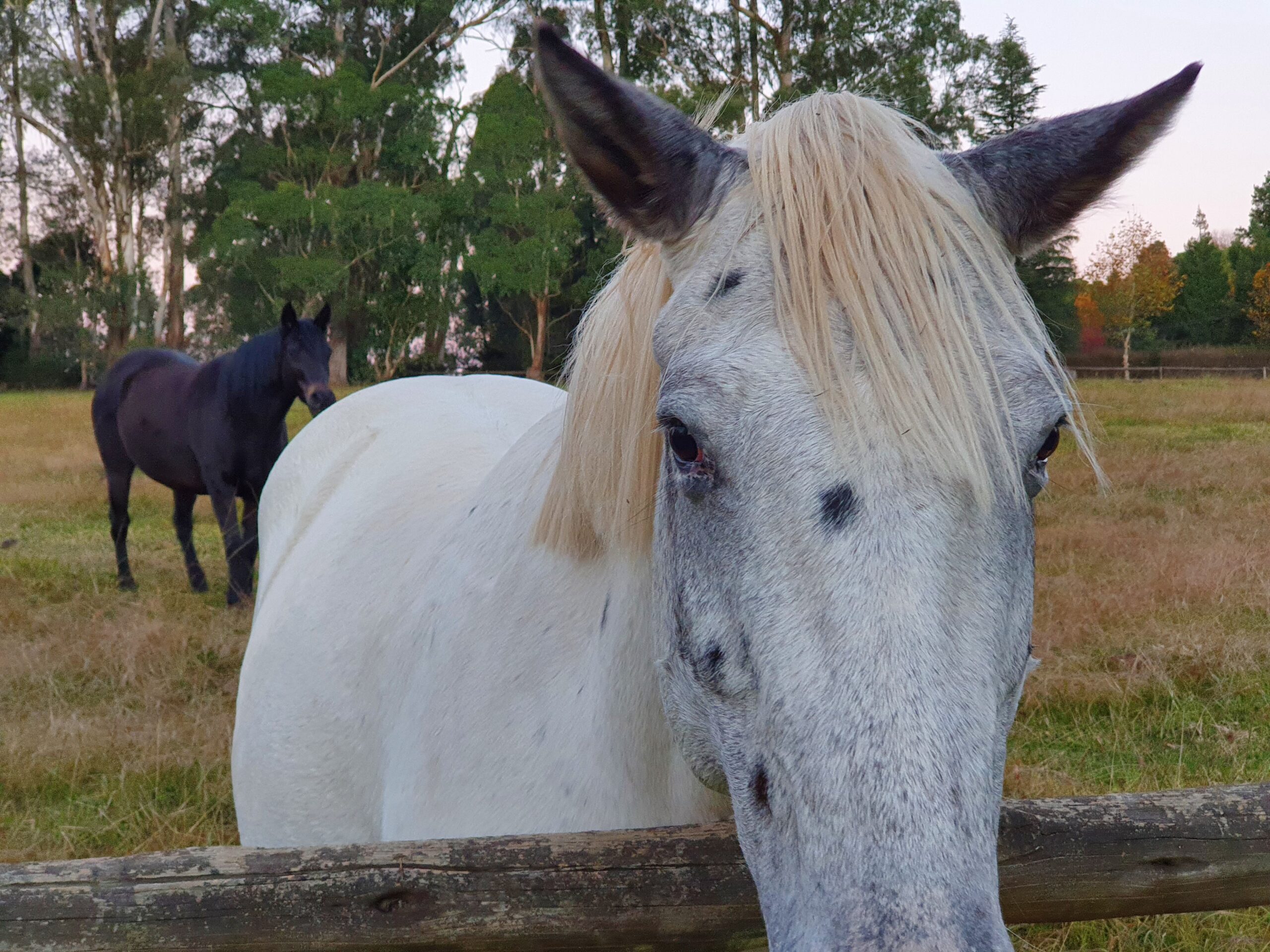 Appaloosa