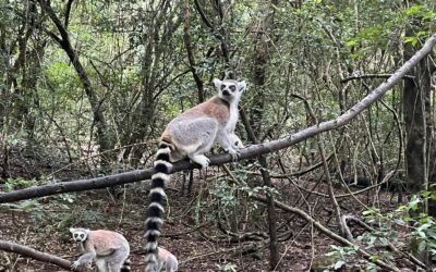 Monkeyland KZN – Durban Ballito – The world’s first free roaming multi-species primate sanctuary