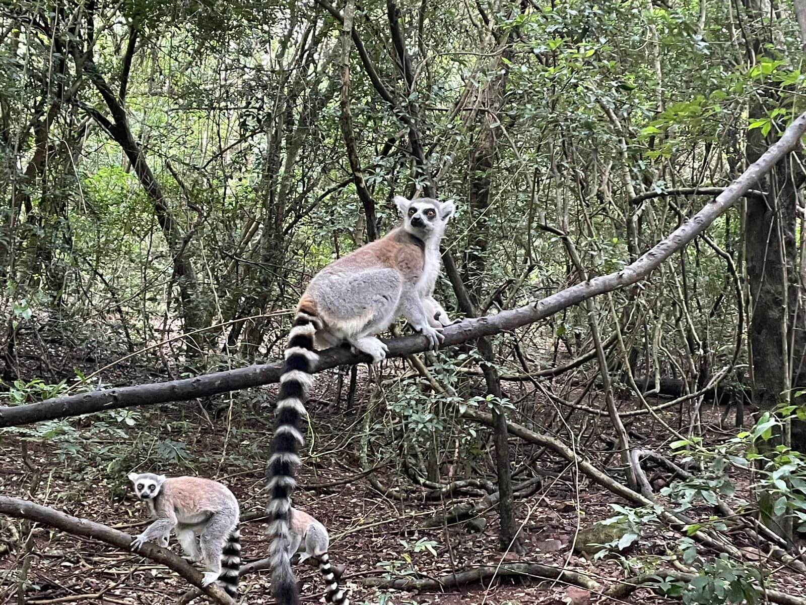 Monkeyland KZN Lemur